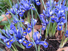 Iris Reticulata Bulbs — photo: Wikimedia Commons contributor, CC BY-SA 3.0, via Wikimedia Commons