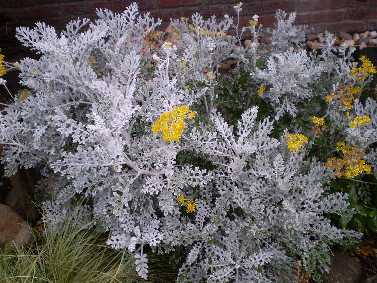 Dusty Miller (Jacobaea maritima) — live plant from Wade Greens