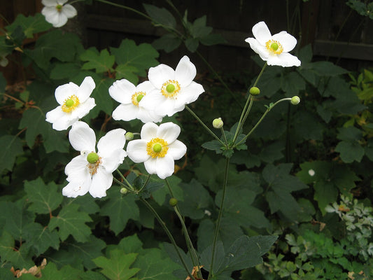 Japanese Anemone (Anemone hupehensis) - live plant from Wade Greens