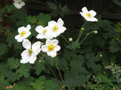 Japanese Anemone (Anemone hupehensis) — live plant from Wade Greens