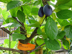 Plum Tree Sapling (Prunus) — live plant from Wade Greens