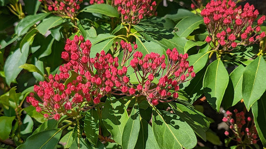 Mountain Laurel Shrub — photo: Daderot, CC0, via Wikimedia Commons