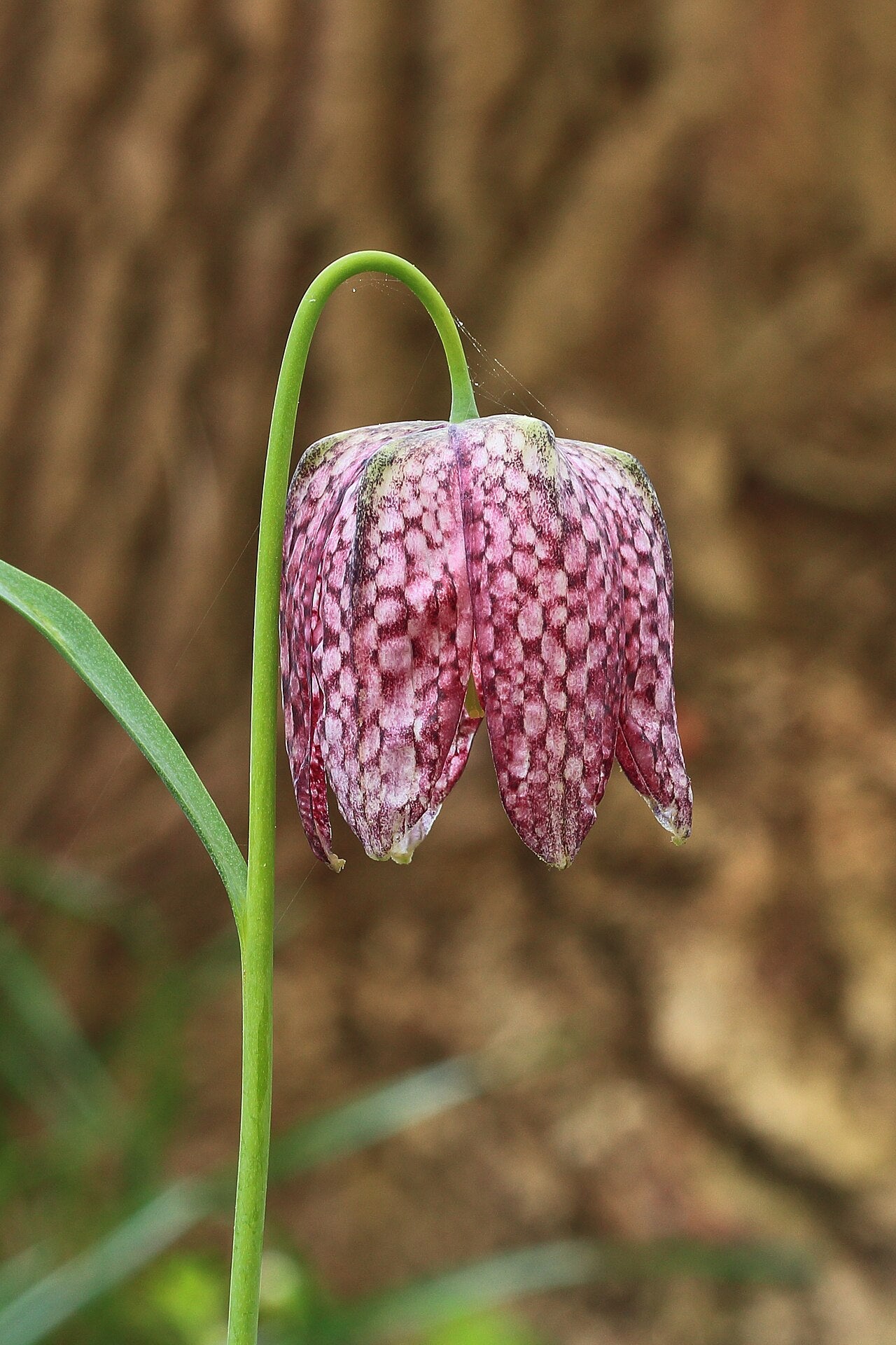 Fritillaria Bulbs (Fritillaria) — live plant from Wade Greens