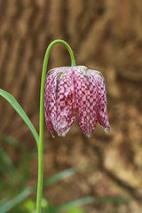 Fritillaria Bulbs (Fritillaria) — live plant from Wade Greens