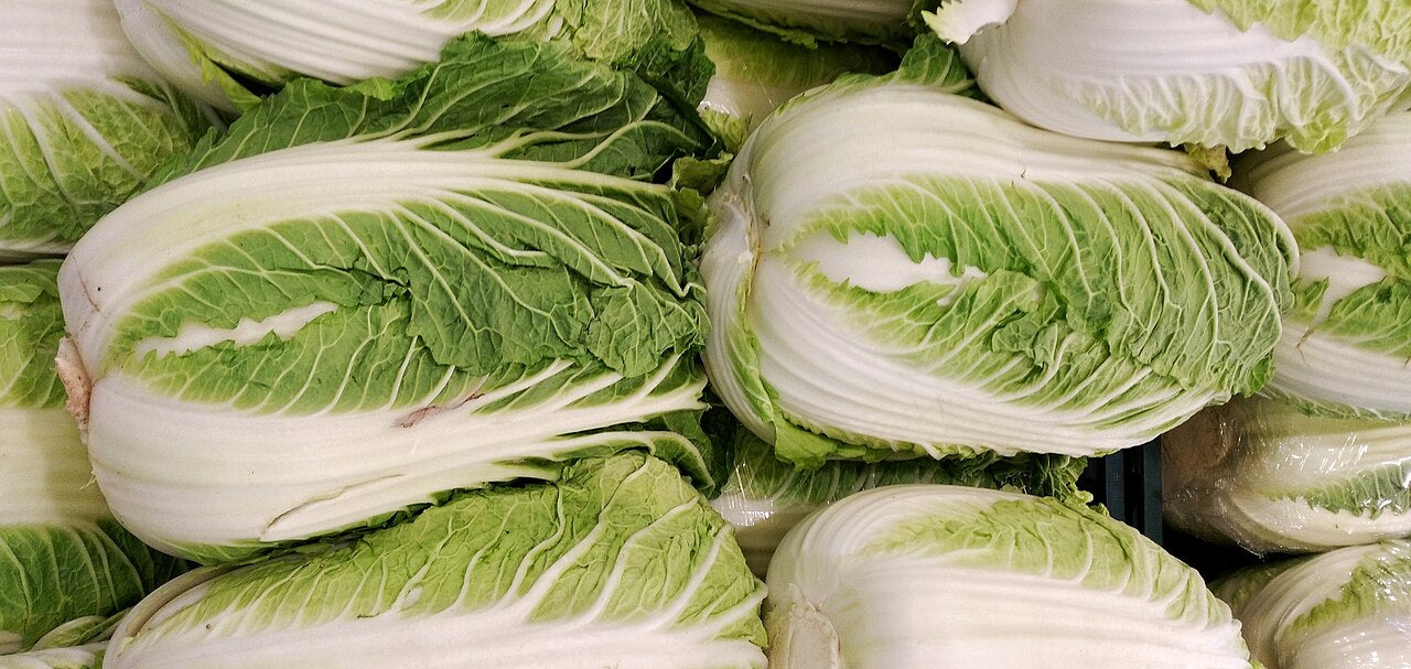 Fresh Napa Cabbage grown in Alabama by Wade Greens