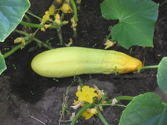 Fresh Cucumbers grown in Alabama by Wade Greens