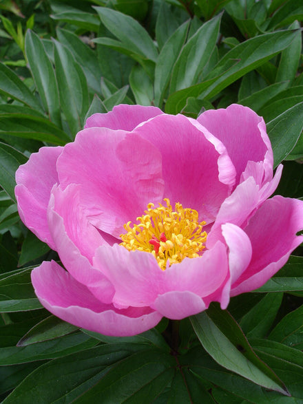 Peony Live Plant