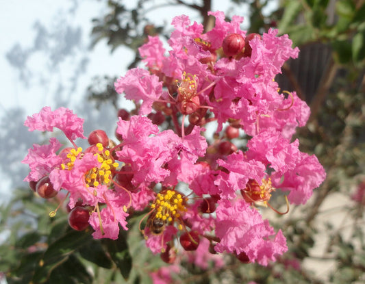 Crape Myrtle Bare-Root Starter (Lagerstroemia) - live plant from Wade Greens
