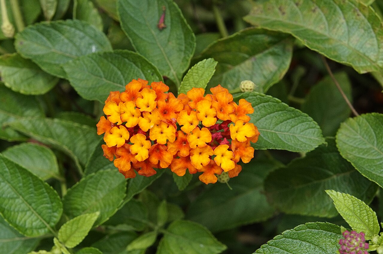 Lantana (Lantana camara) — live plant from Wade Greens