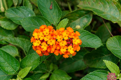 Lantana (Lantana camara) — live plant from Wade Greens