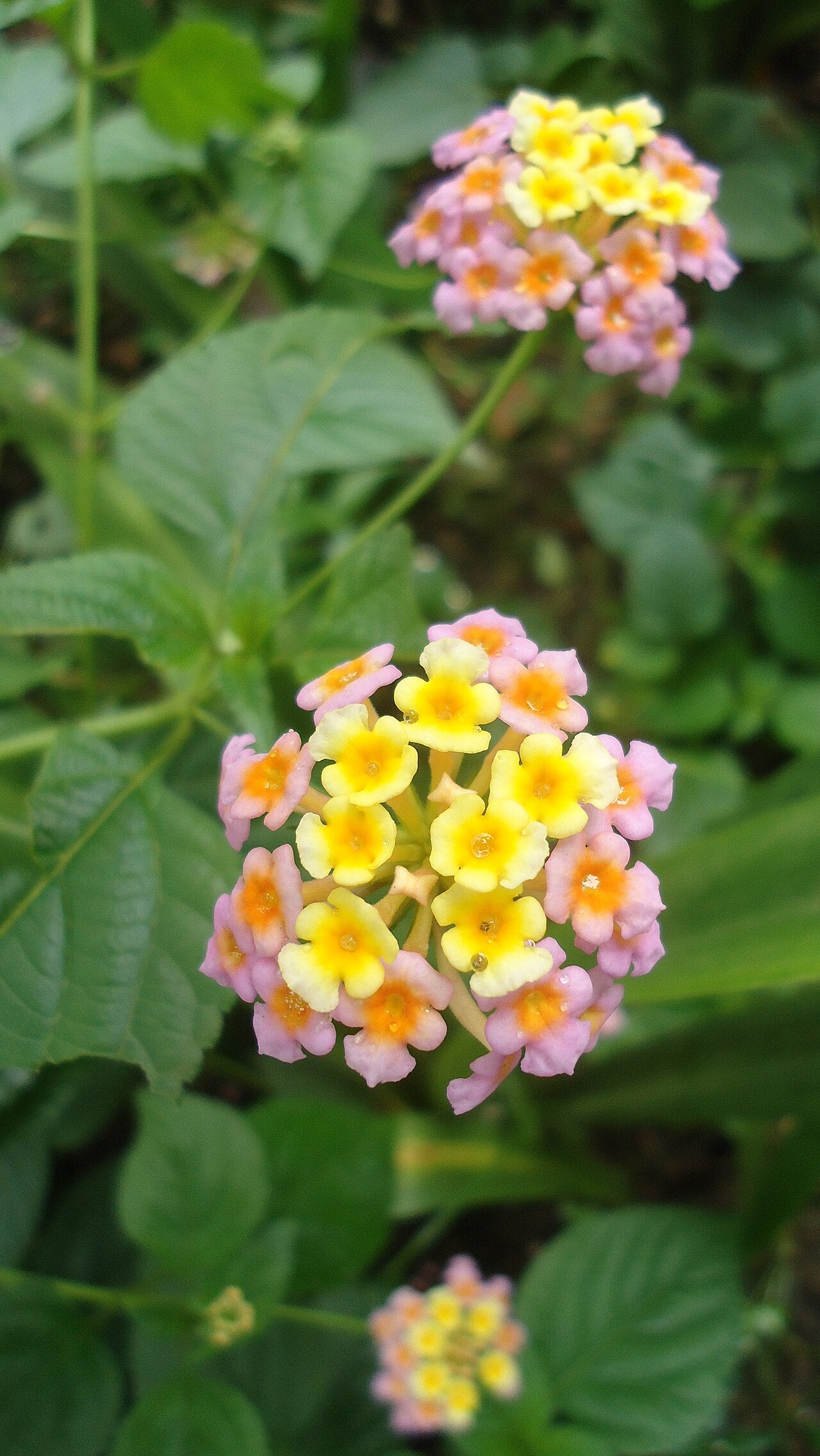 Lantana (Lantana camara) — live plant from Wade Greens