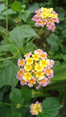 Lantana (Lantana camara) — live plant from Wade Greens
