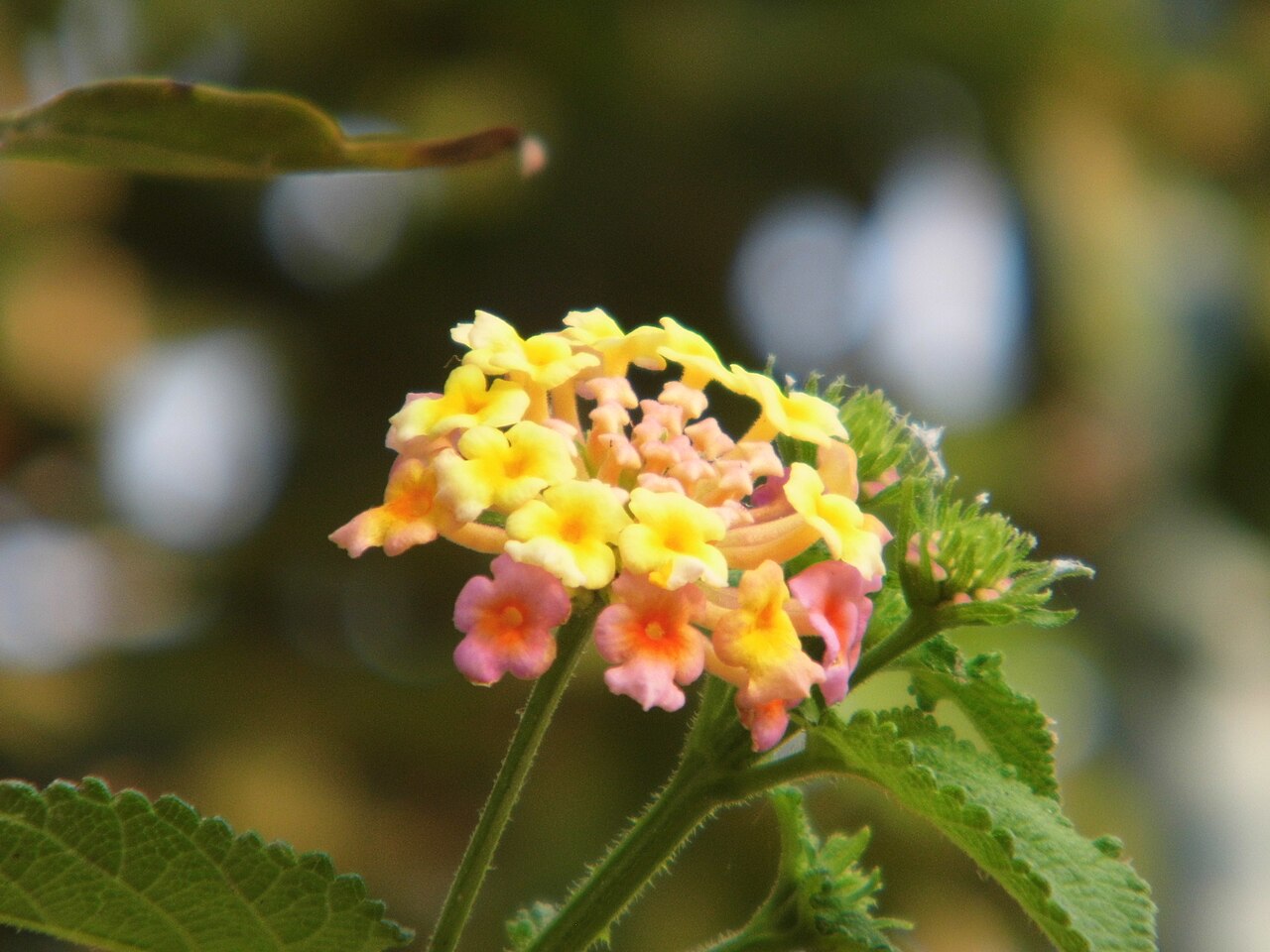 Lantana (Lantana camara) — live plant from Wade Greens