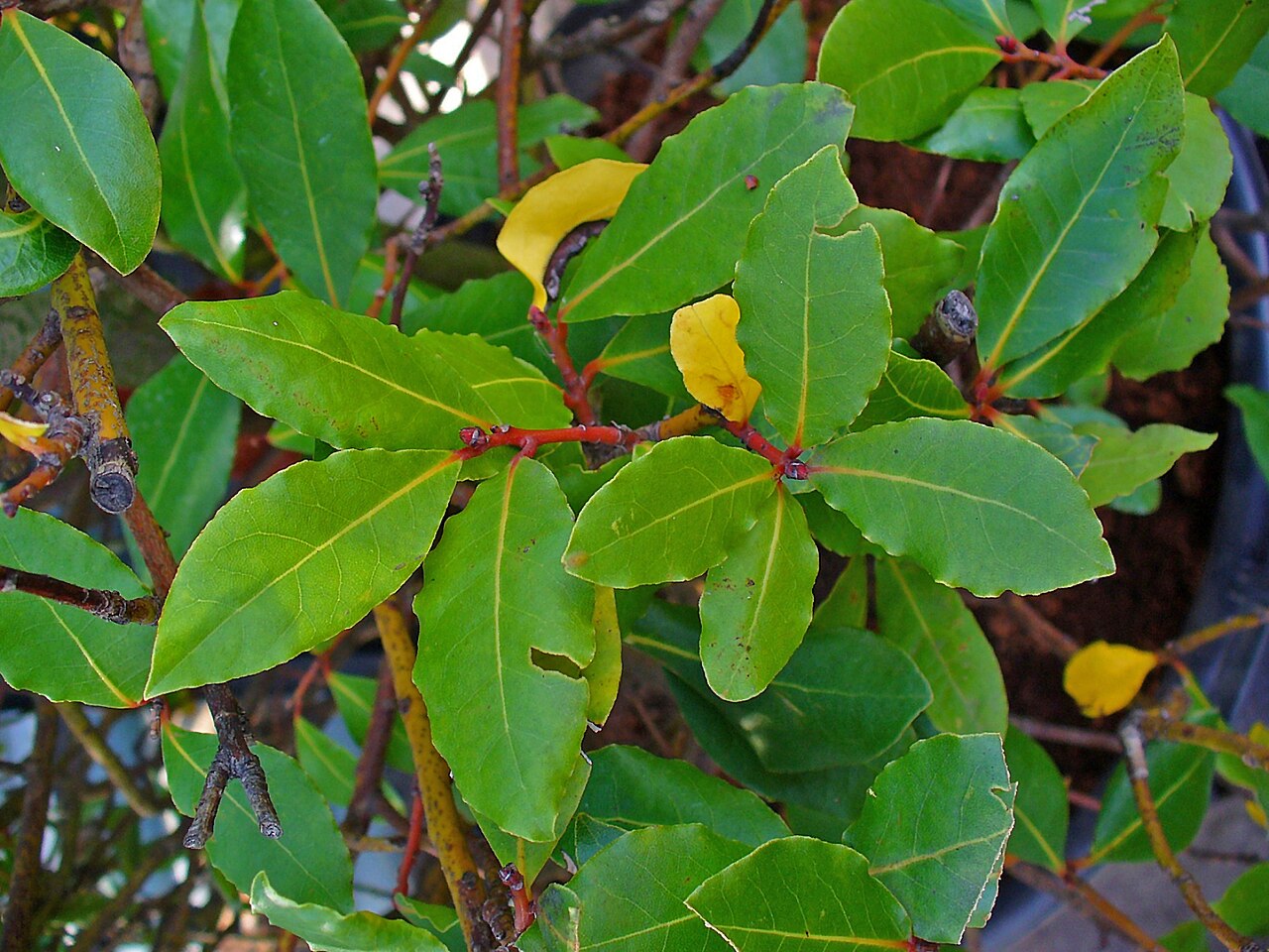 Bay Laurel (Laurus nobilis) live herb plant from Wade Greens