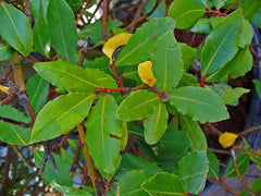 Bay Laurel (Laurus nobilis) live herb plant from Wade Greens