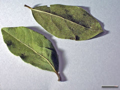 Bay Laurel (Laurus nobilis) live herb plant from Wade Greens