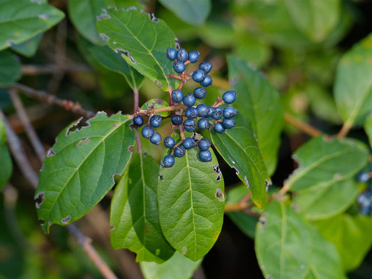 Viburnum Shrub — photo: Bernard DUPONT from FRANCE, CC BY-SA 2.0, via Wikimedia Commons