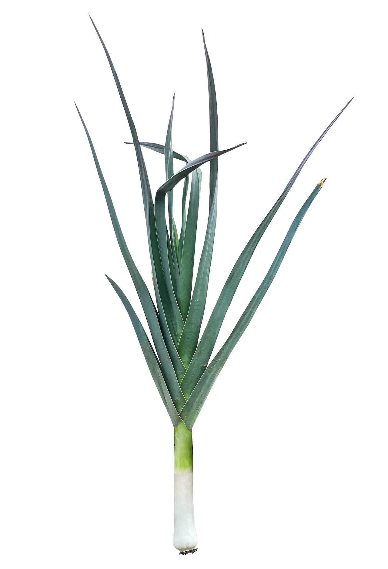 Leek Starter Plant — photo: Amada44, CC BY-SA 4.0, via Wikimedia Commons
