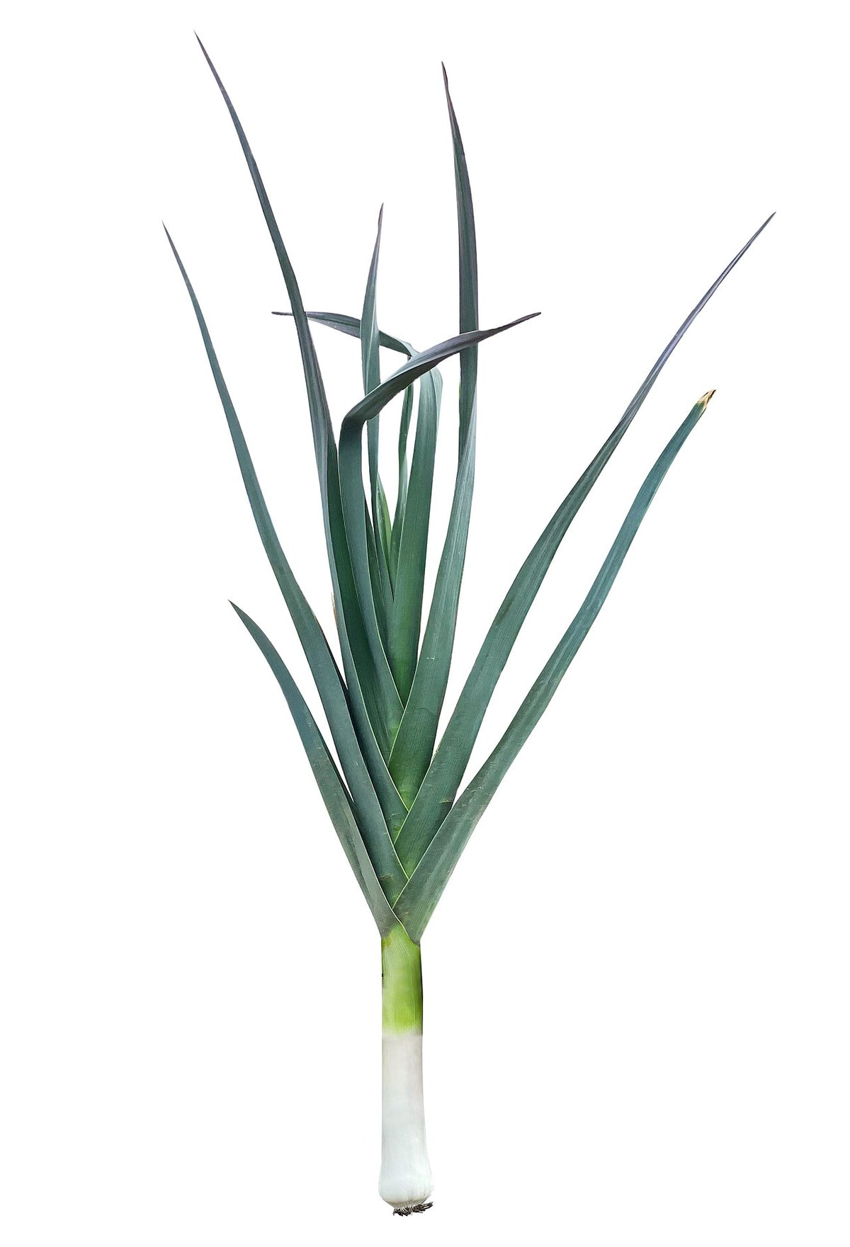 Leek Starter Plant — photo: Amada44, CC BY-SA 4.0, via Wikimedia Commons