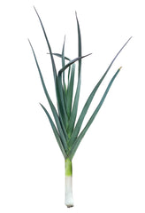 Leek Starter Plant — photo: Amada44, CC BY-SA 4.0, via Wikimedia Commons