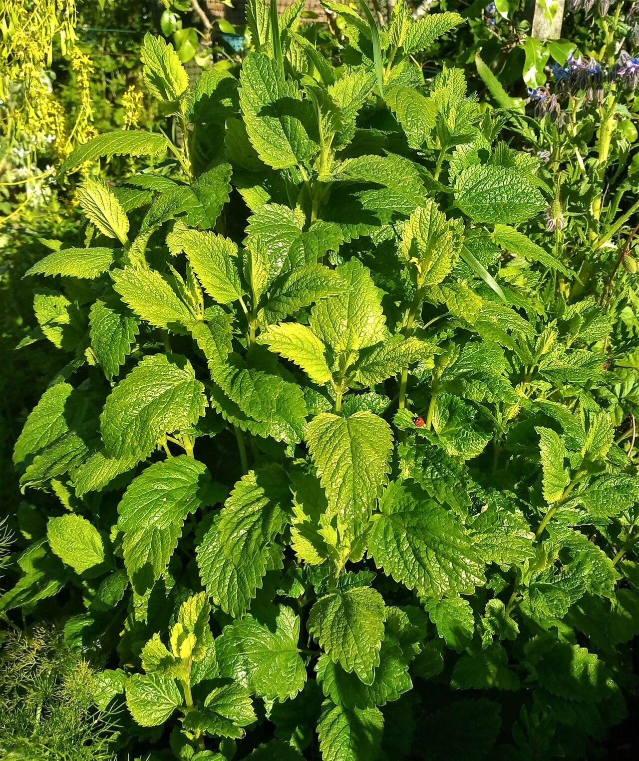 Lemon Balm (Melissa officinalis) live herb plant from Wade Greens