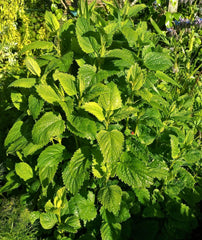 Lemon Balm (Melissa officinalis) live herb plant from Wade Greens