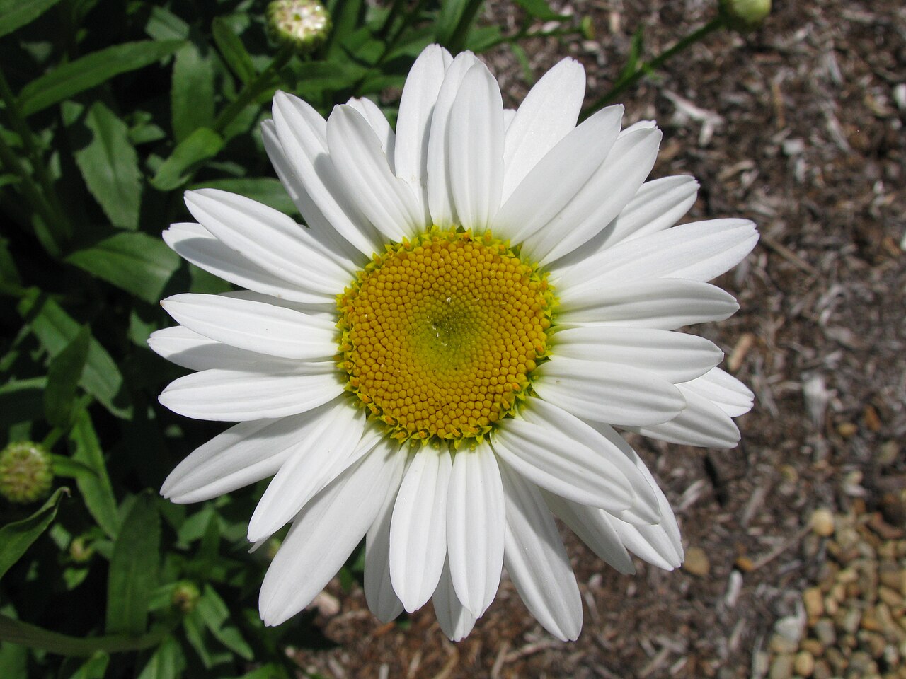 Shasta Daisy Live Plant — photo: Captain-tucker, CC BY-SA 3.0, via Wikimedia Commons