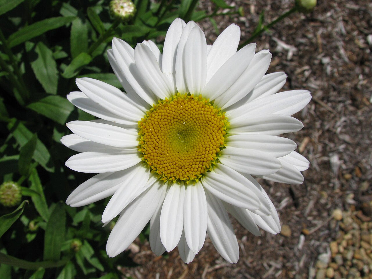 Shasta Daisy Live Plant — photo: Captain-tucker, CC BY-SA 3.0, via Wikimedia Commons