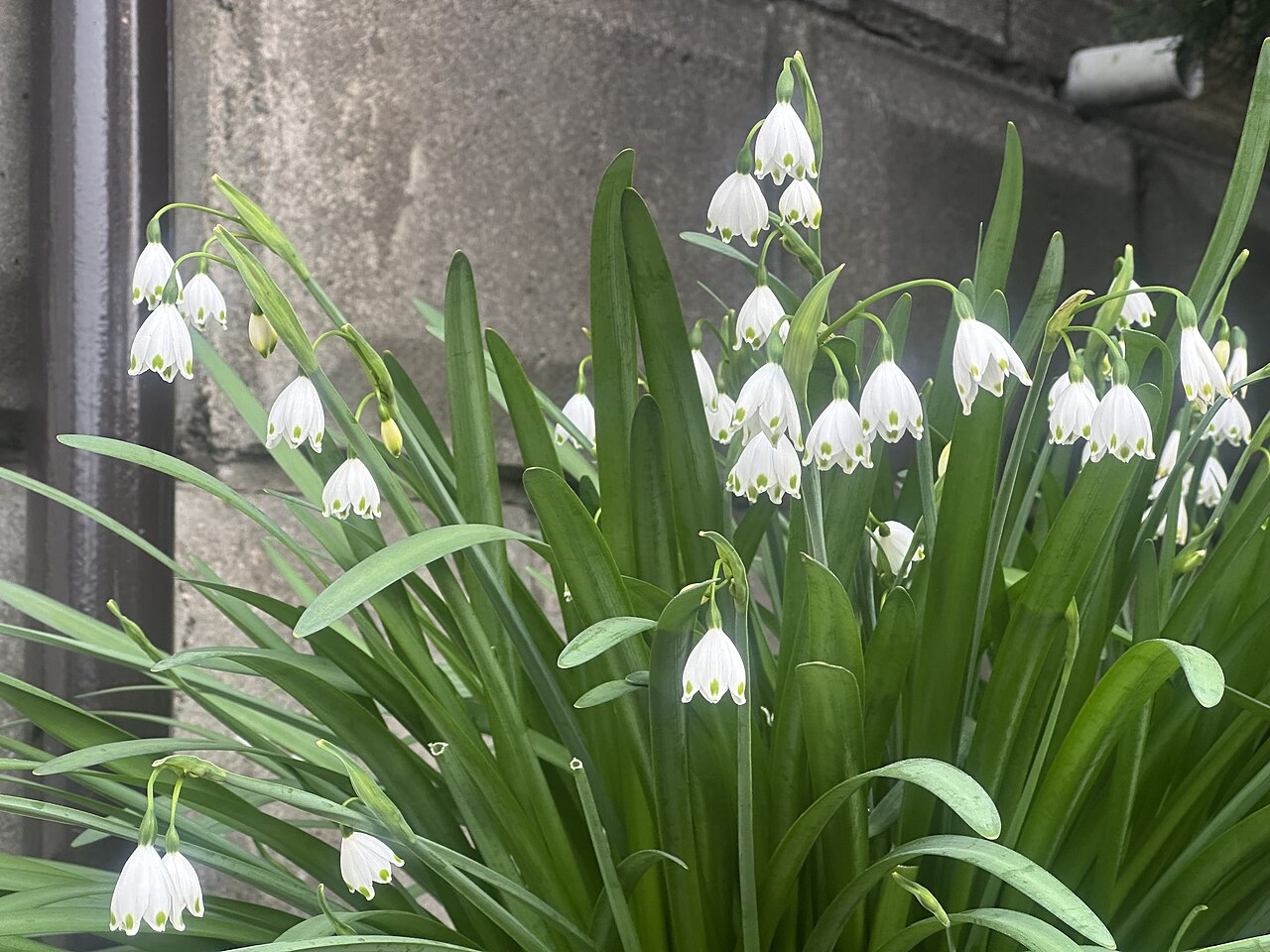 Leucojum (Snowflake) Bulbs — photo: Nesnad, CC BY 4.0, via Wikimedia Commons