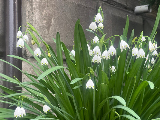 Leucojum (Snowflake) Bulbs — photo: Nesnad, CC BY 4.0, via Wikimedia Commons