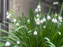 Leucojum (Snowflake) Bulbs — photo: Nesnad, CC BY 4.0, via Wikimedia Commons