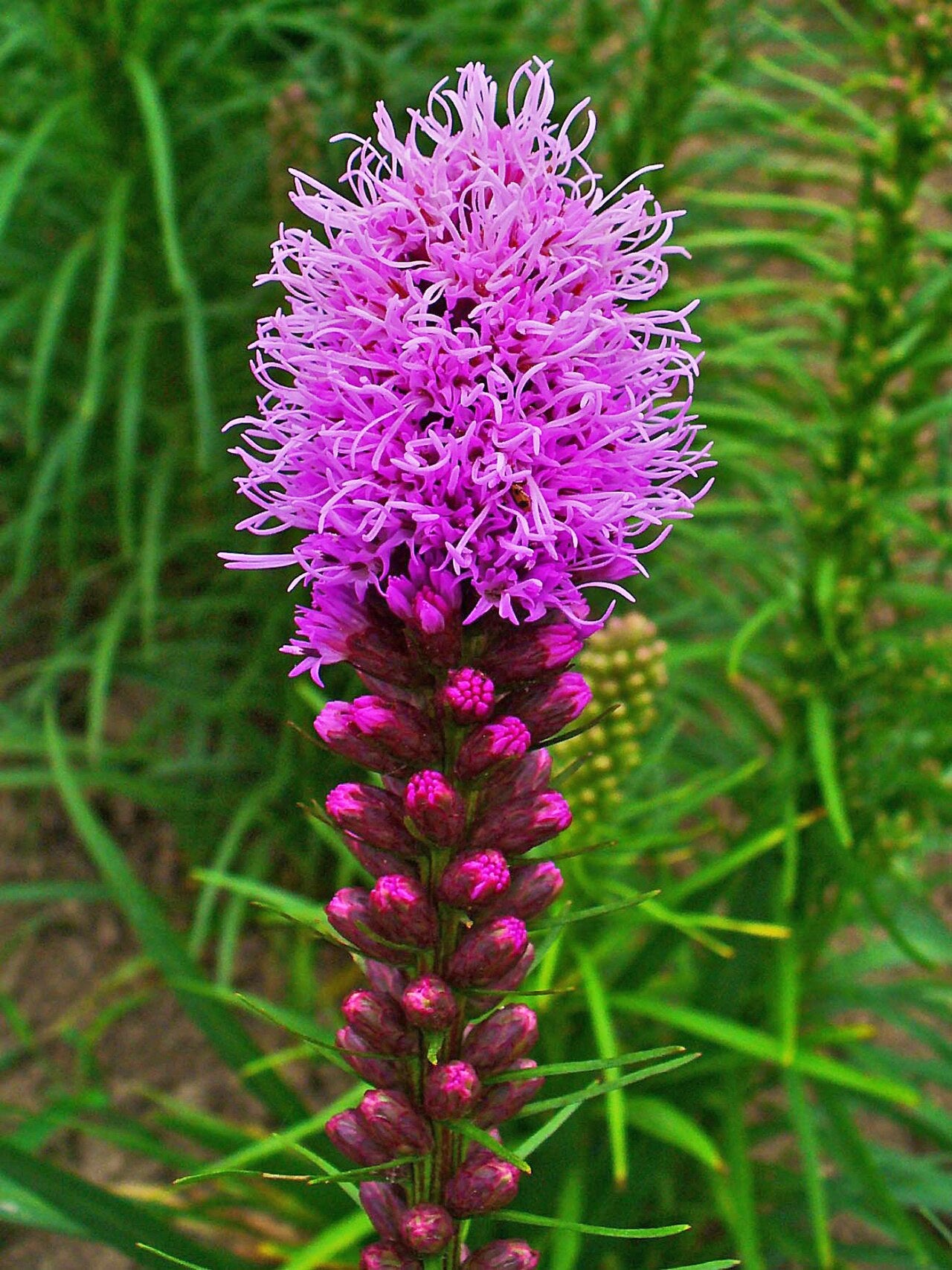 Blazing Star (Liatris) Live Plant — photo: H. Zell, CC BY-SA 3.0, via Wikimedia Commons
