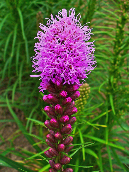 Blazing Star (Liatris) Live Plant