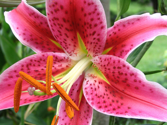 Oriental Lily Bulbs — photo: The original uploader was Skarg at English Wikipedia., CC BY 2.5, via Wikimedia Commons