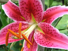 Oriental Lily Bulbs — photo: The original uploader was Skarg at English Wikipedia., CC BY 2.5, via Wikimedia Commons