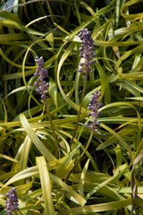 Liriope (Monkey Grass) Bare-Root Bundle (Liriope) - live plant from Wade Greens