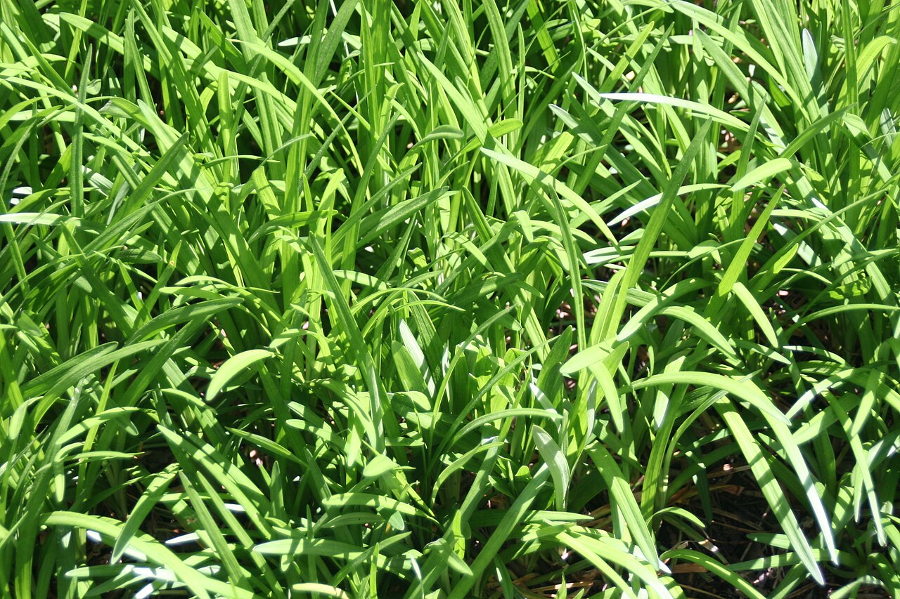Liriope (Monkey Grass) Bare-Root Bundle (Liriope) - live plant from Wade Greens