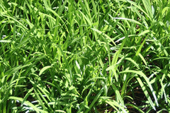 Liriope (Monkey Grass) Bare-Root Bundle (Liriope) - live plant from Wade Greens