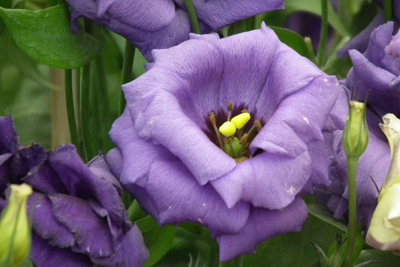 Ranunculus & Lisianthus (Ranunculus / Eustoma) - live plant from Wade Greens