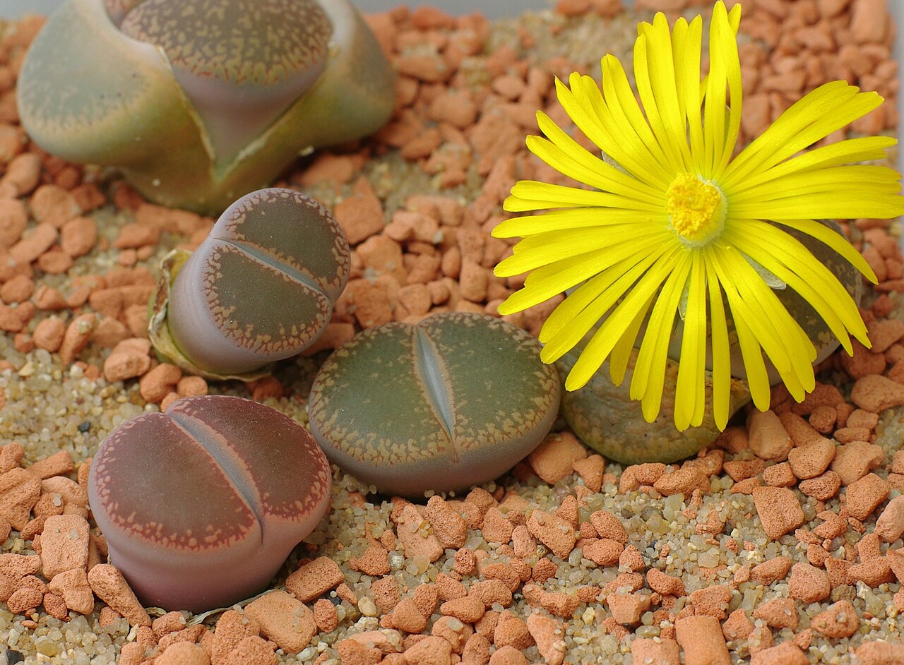Lithops (Living Stones) Succulent — photo: yellowcloud, CC BY 2.0, via Wikimedia Commons