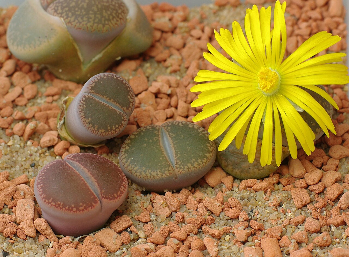 Lithops (Living Stones) Succulent — photo: yellowcloud, CC BY 2.0, via Wikimedia Commons