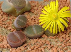 Lithops (Living Stones) Succulent — photo: yellowcloud, CC BY 2.0, via Wikimedia Commons