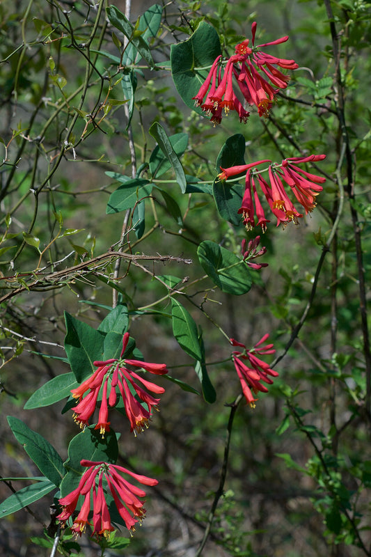 Coral Honeysuckle Live Plant — photo: Eric Hunt, CC BY-SA 4.0, via Wikimedia Commons