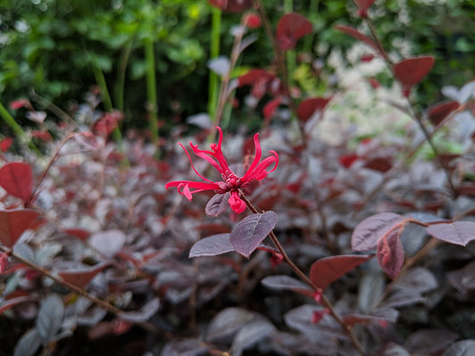 Loropetalum Shrub — photo: Sun Jiao (Interaccoonale), CC BY 4.0, via Wikimedia Commons