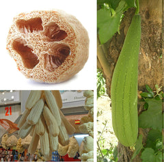 Luffa Gourd Starter Plant — photo: Tomas nevado / Jerry Crimson Mann, CC BY-SA 3.0, via Wikimedia Commons