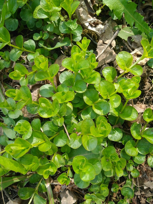 Creeping Jenny (Lysimachia nummularia) chartreuse coin-shaped leaves with yellow flowers. Photo: undomiel, CC BY 4.0, via Wikimedia Commons.