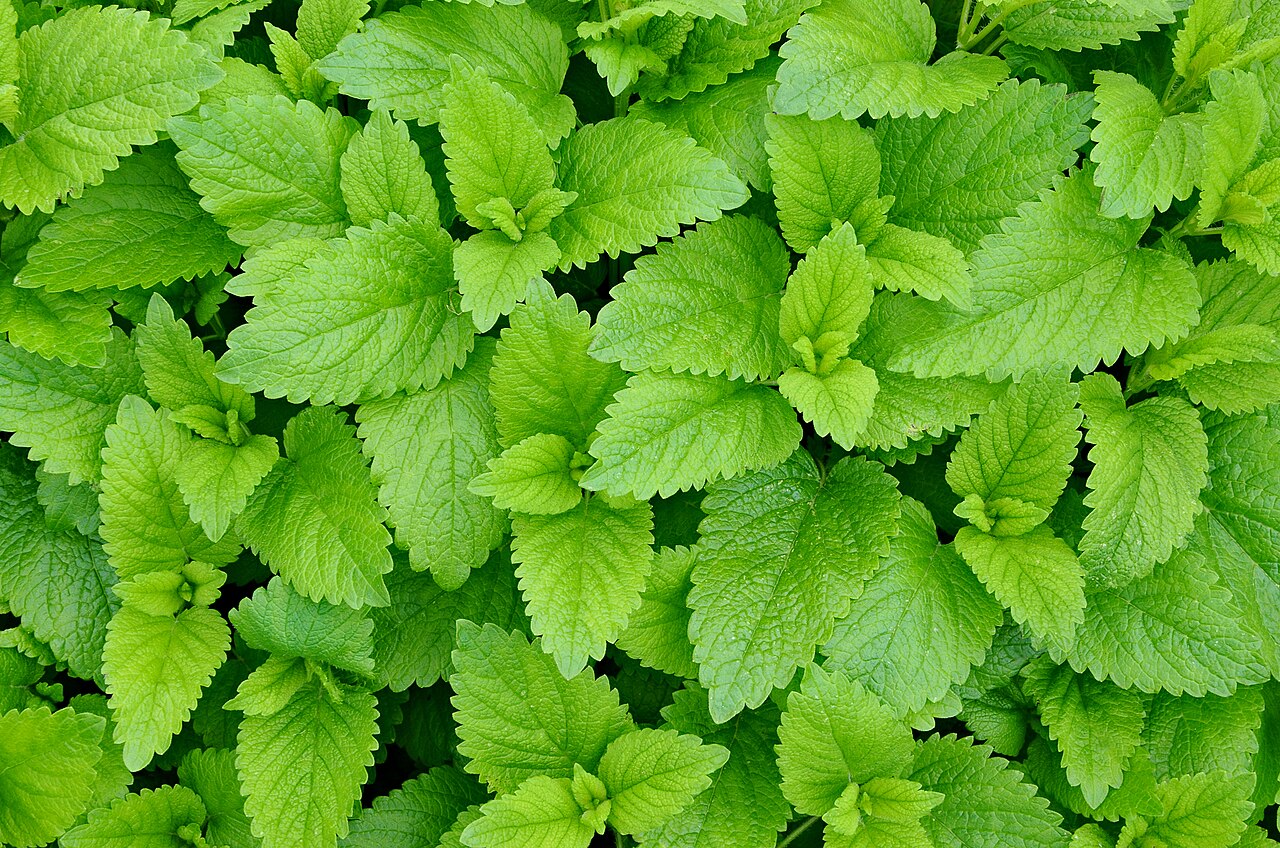 Lemon Balm (Melissa officinalis) live herb plant from Wade Greens