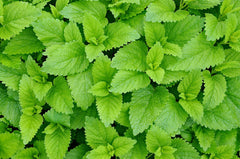 Lemon Balm (Melissa officinalis) live herb plant from Wade Greens