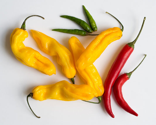 Hot Pepper Starter Plant — photo: Takeaway, CC BY-SA 4.0, via Wikimedia Commons