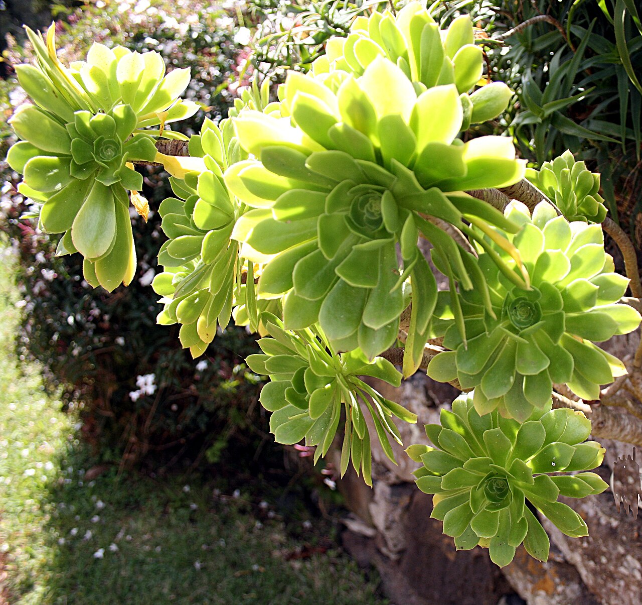Aeonium Succulent — photo: Hedwig Storch, CC BY-SA 3.0, via Wikimedia Commons